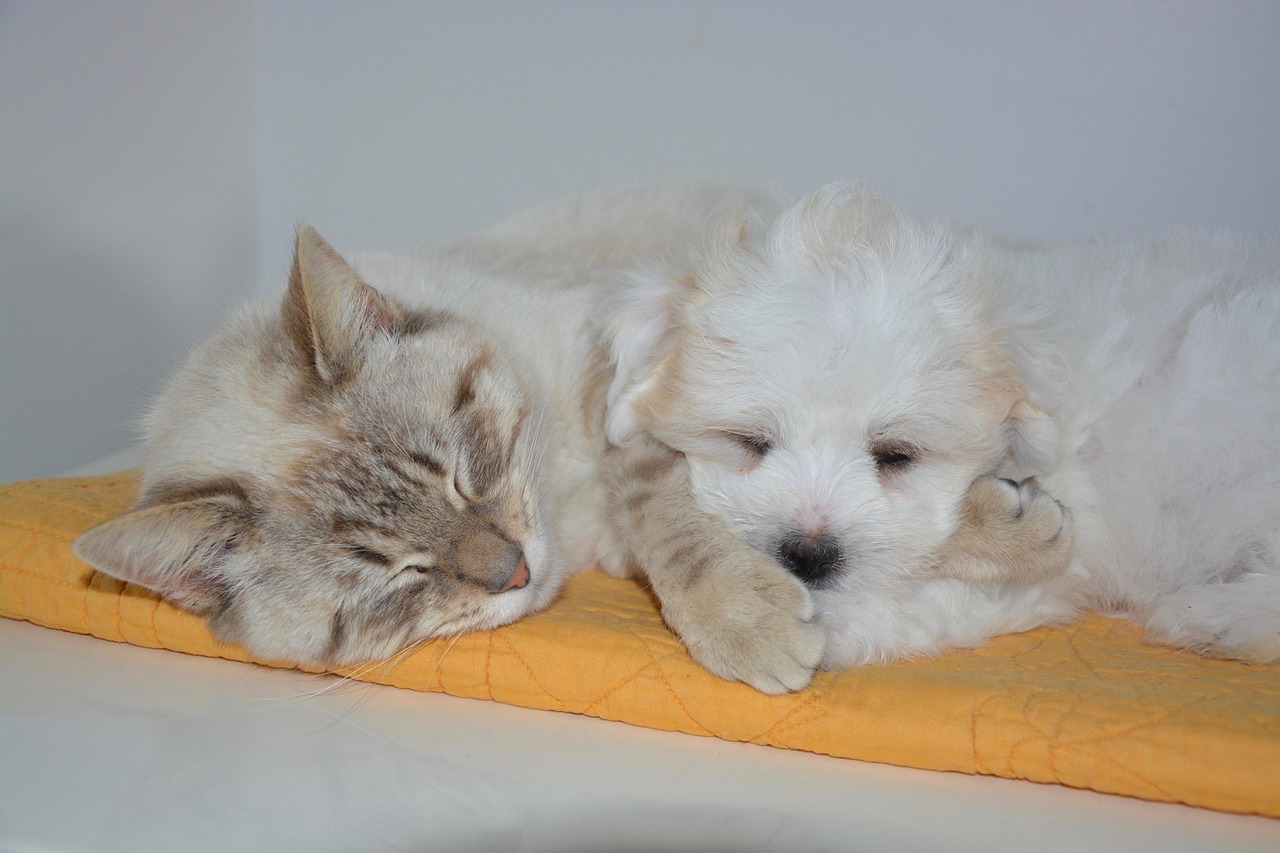 Via Veteriner Kliniği ana görsel